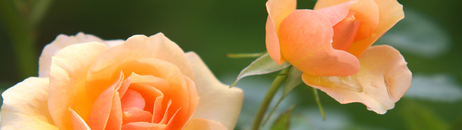 Trabajos florales para difuntos de Fuenlabrada